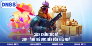 cách chăm sóc gà chọi